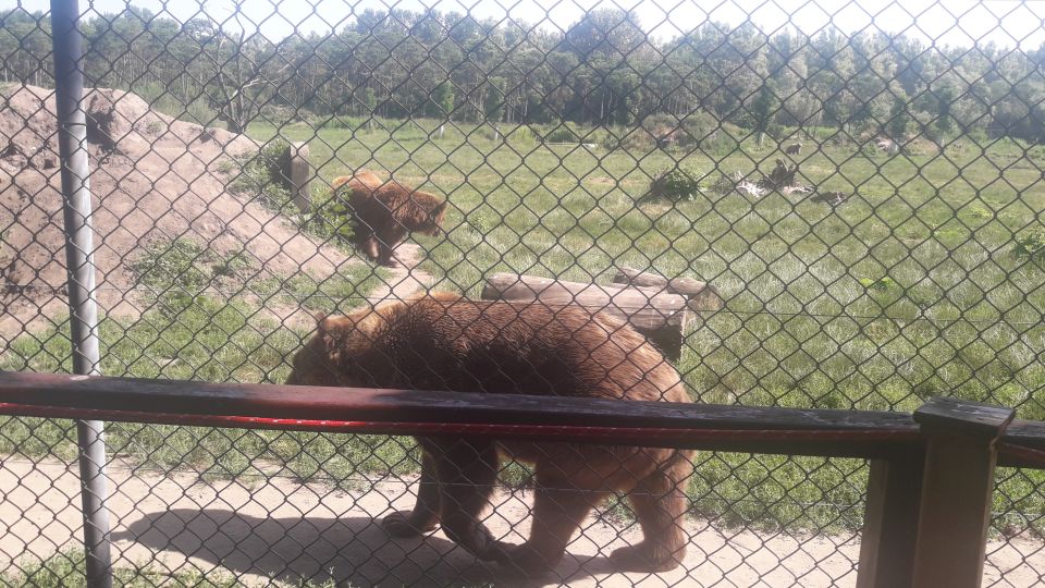 Budapest: Transport & Guided Tour of Bear and Wolf Sanctuary - Feeding brown bears fruit through the fence: the moment everyone remembers