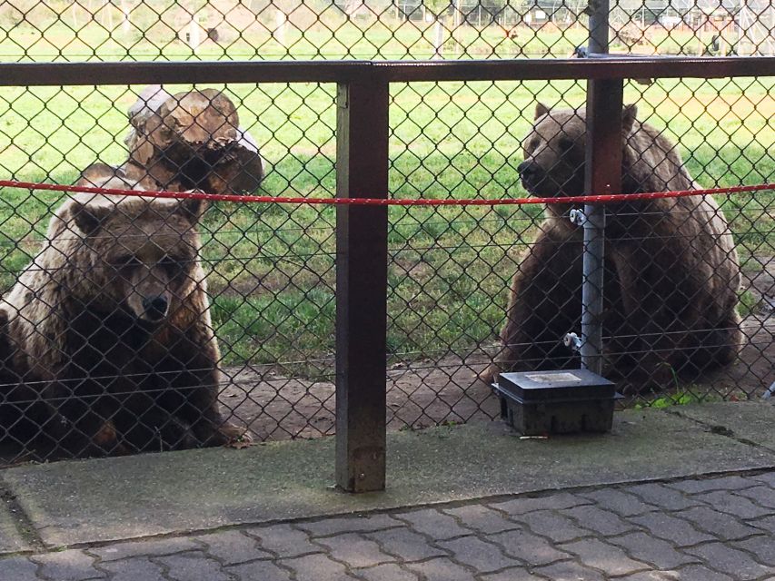 Budapest: Transport & Guided Tour of Bear and Wolf Sanctuary - Timing, pace, and who this tour suits best