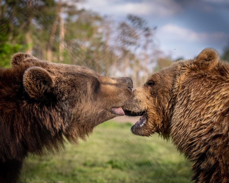 Budapest: Transport & Guided Tour of Bear and Wolf Sanctuary - Price and value: is $93 per person reasonable?