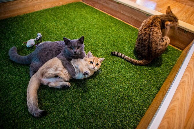 Cat Museum Budapest Entry Ticket - Key highlights you should care about