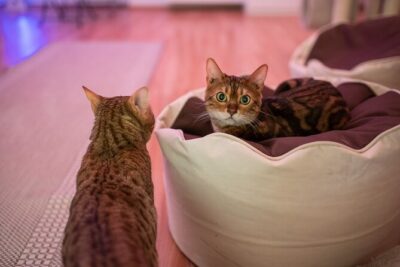 Cat Museum Budapest Entry Ticket - Downstairs Cats in the World: cat art on a human scale