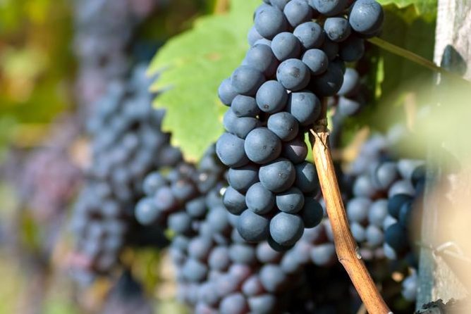 Countryside Half-day Gastro-Wine Tour from Budapest Meal & pickup - Price and value: $99.16 for wine, transport, and a real meal