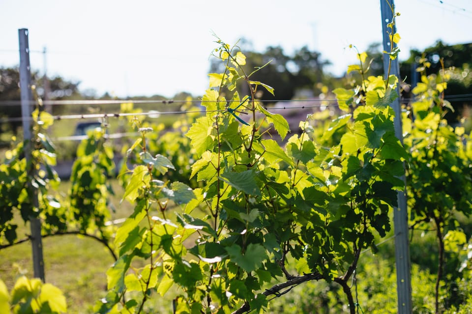 From Budapest: Etyek Wine Tasting Tour with 3-Course Meal - How long this tour really takes (and how it feels)