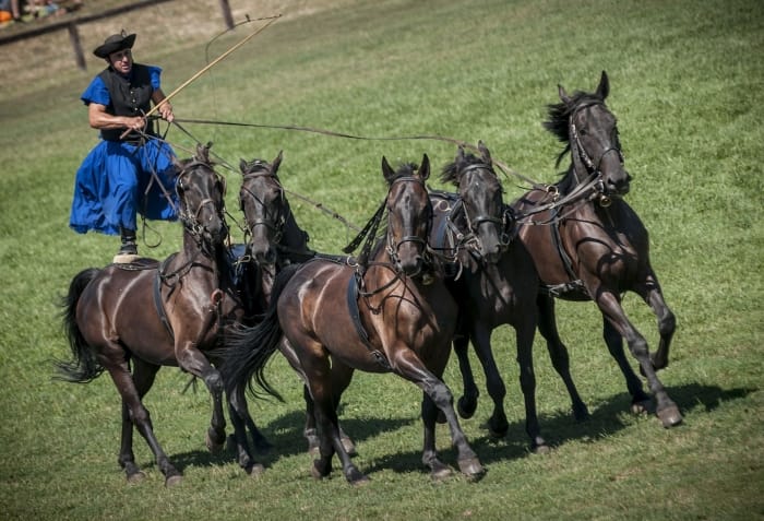 From Budapest: Puszta Horse Show and Countryside Visit - Key highlights at a glance